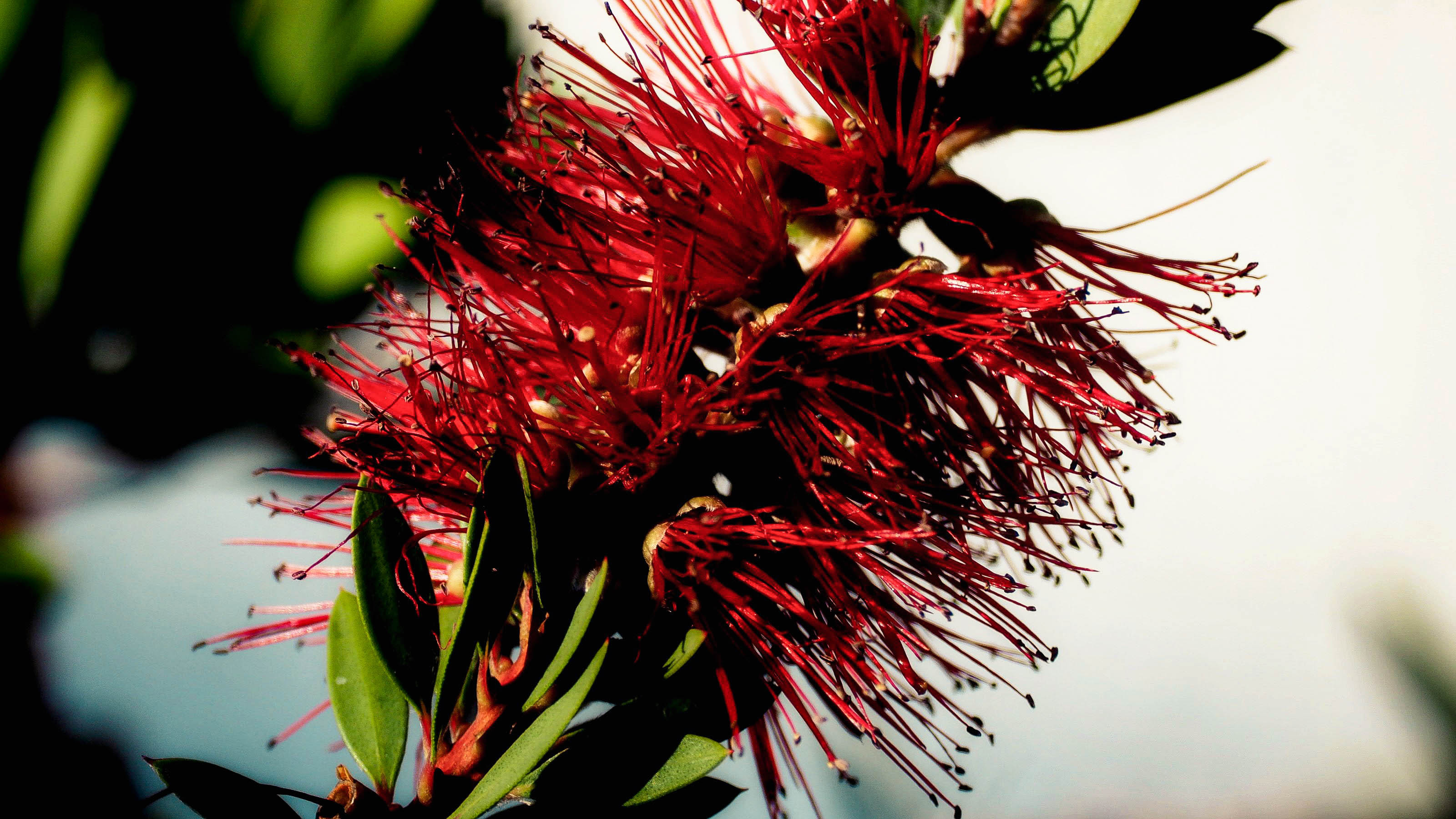 le rouge buisson